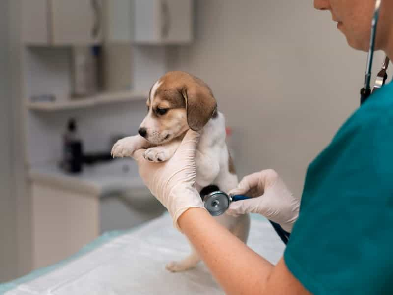 Bubu - Veterinar - consult - puppy